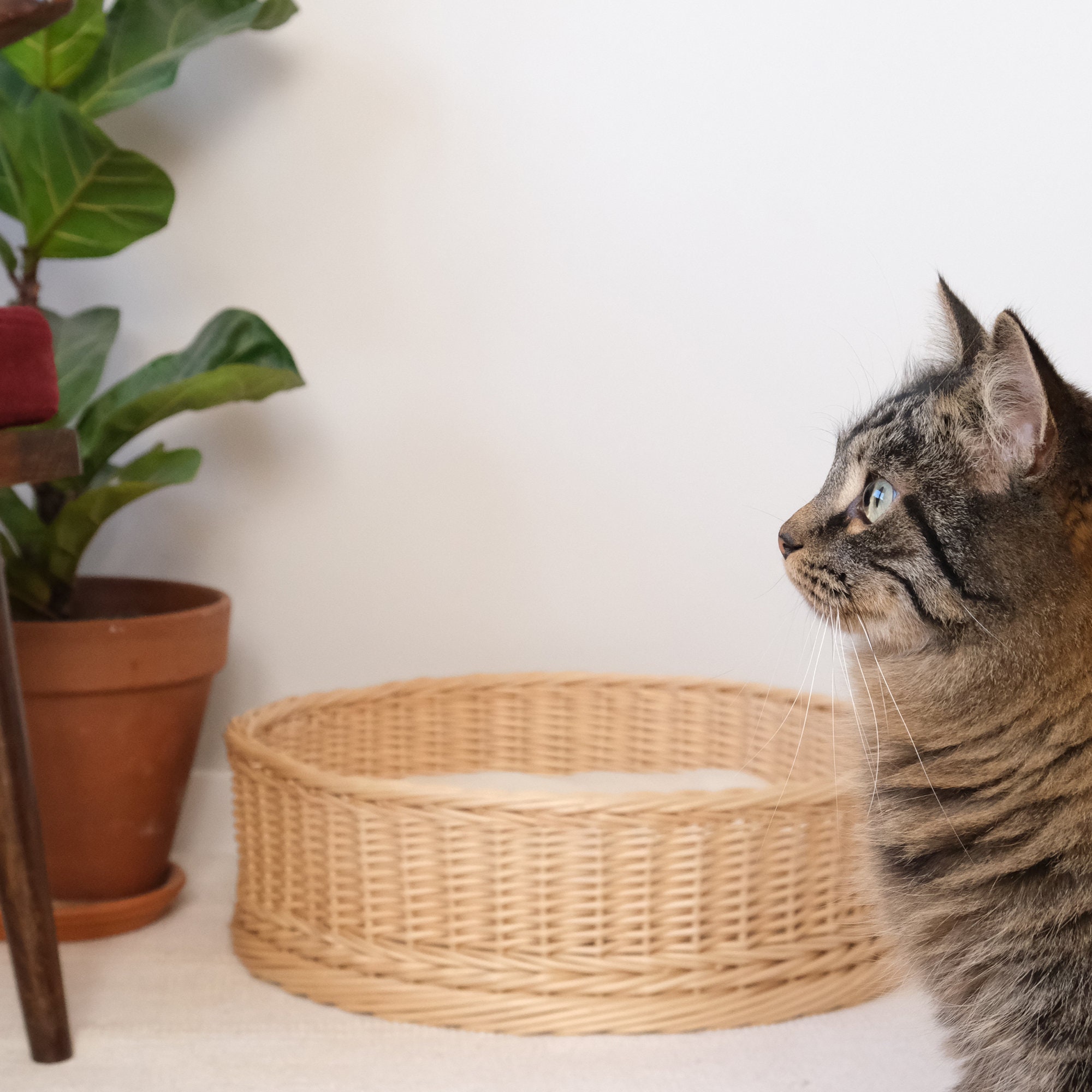 Wicker cat bed. Natural house for cat. Furniture for your cat. Etsy