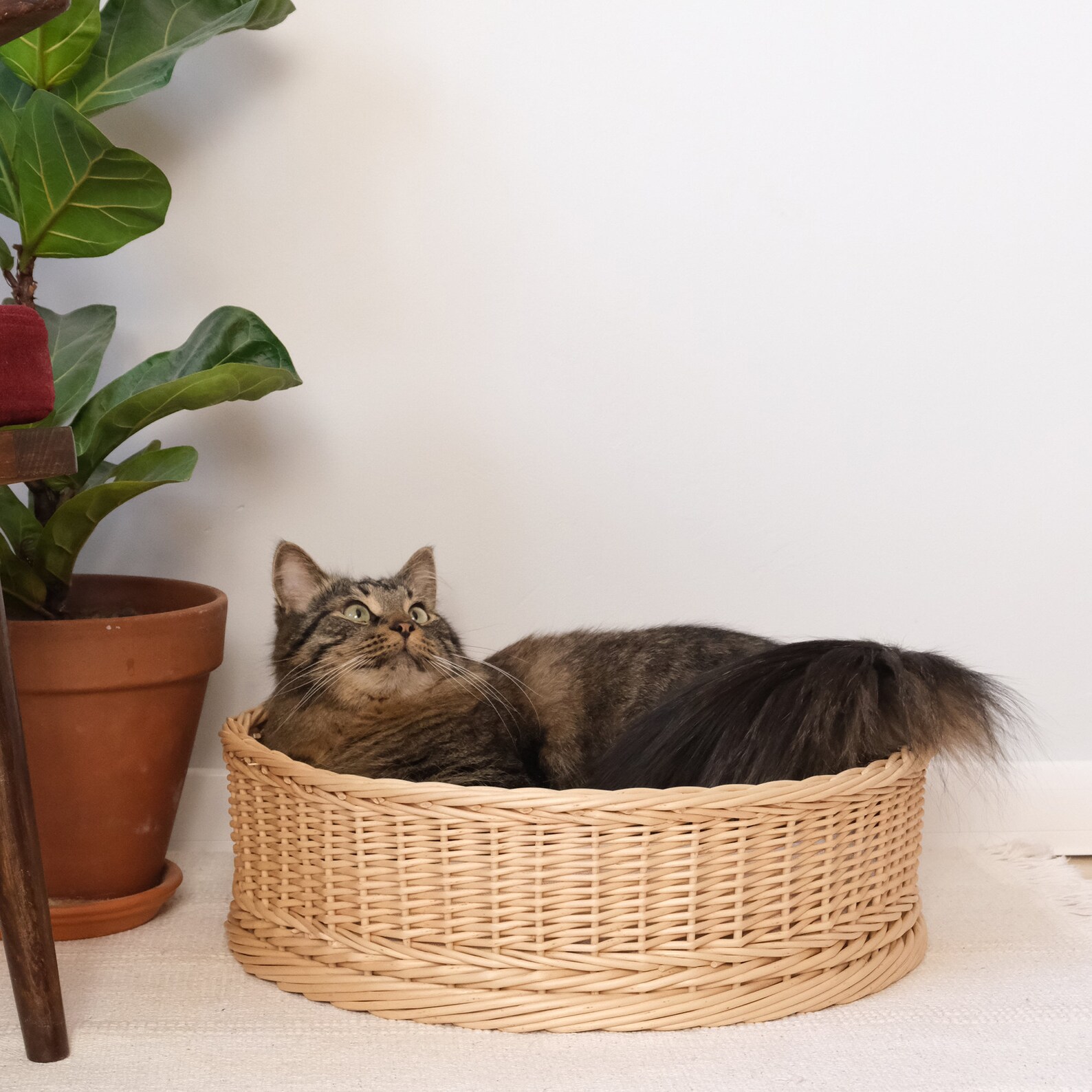 Wicker cat bed. Natural house for cat. Furniture for your cat. Etsy