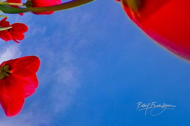 Red Tulip Earth Netherlands 2023 image 3