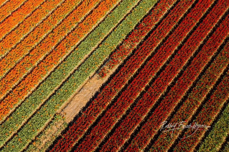 Bunter Frühling Niederlande 2023 Bild 4