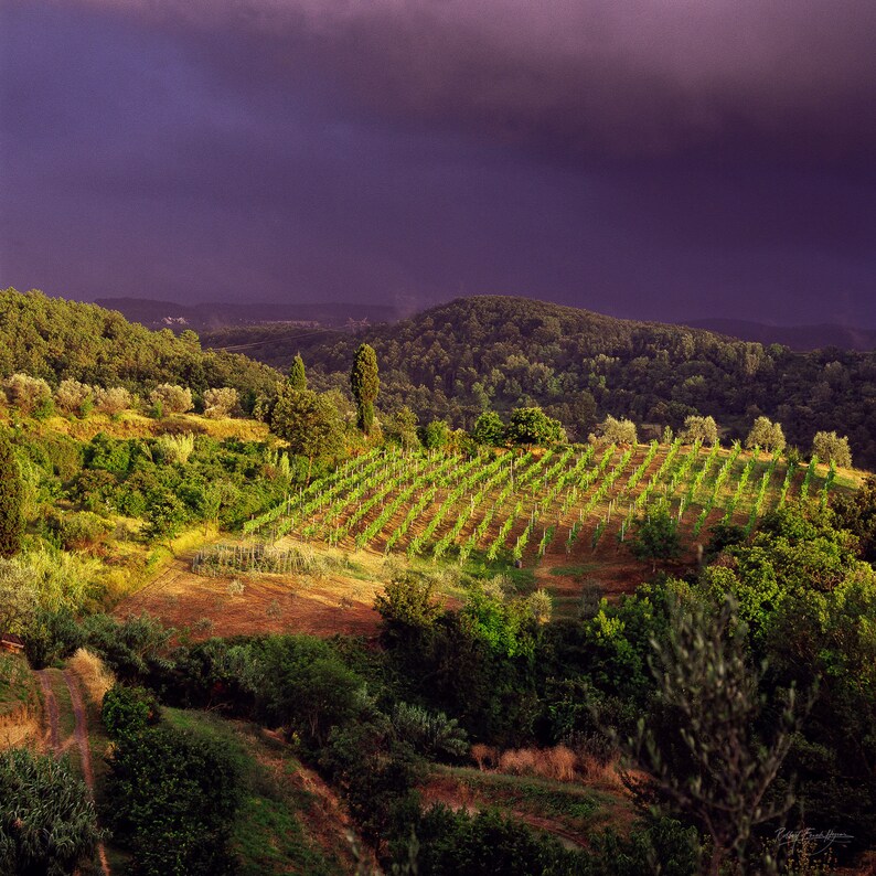 Dunkle Wolken & Sonnenlicht am Weinberg in der Toskana, Italien 1994 Bild 1