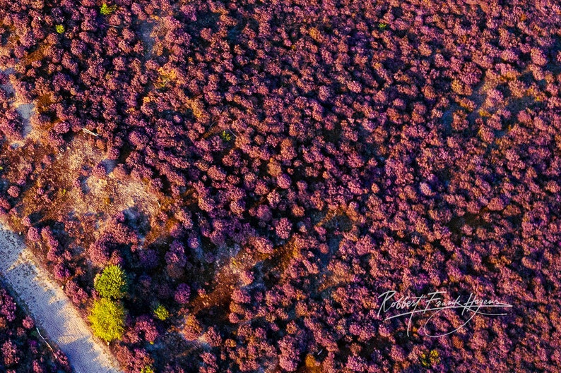 Cross Roads on Heather in Purple Bloom image 4