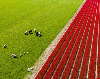 Colorful Spring | Netherlands 2023