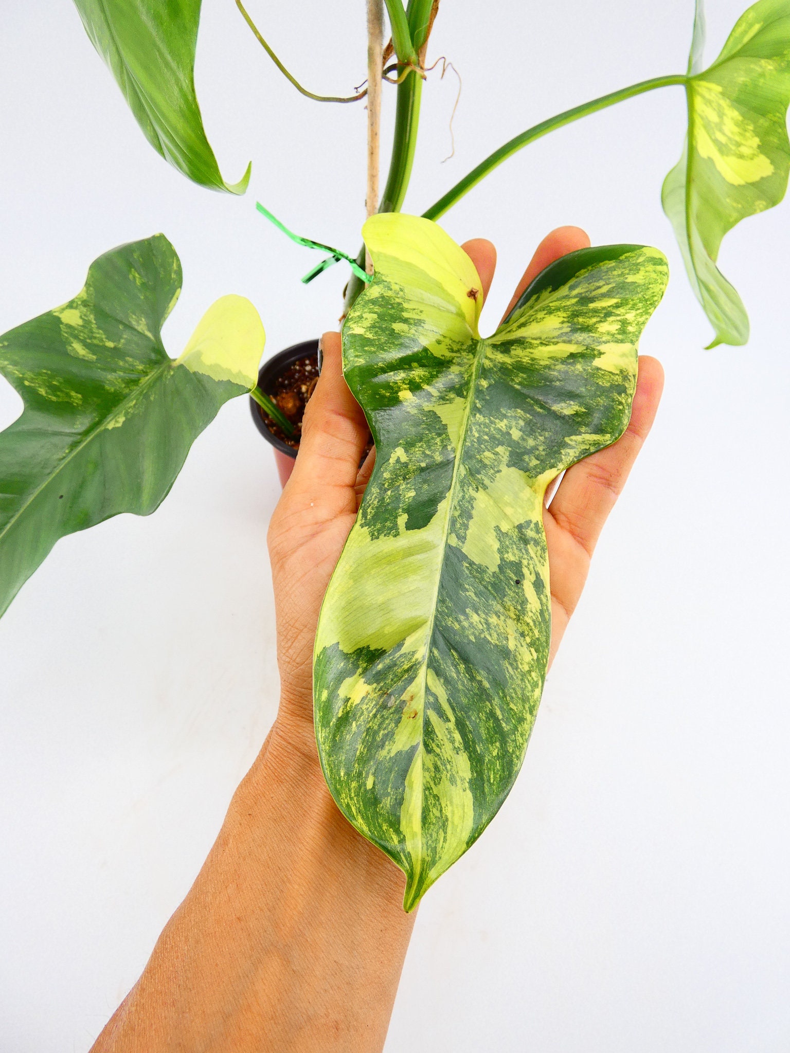 Philodendron Bipennifolium Violin Variegated Aroid Variegated Houseplants Home Decor Plant
