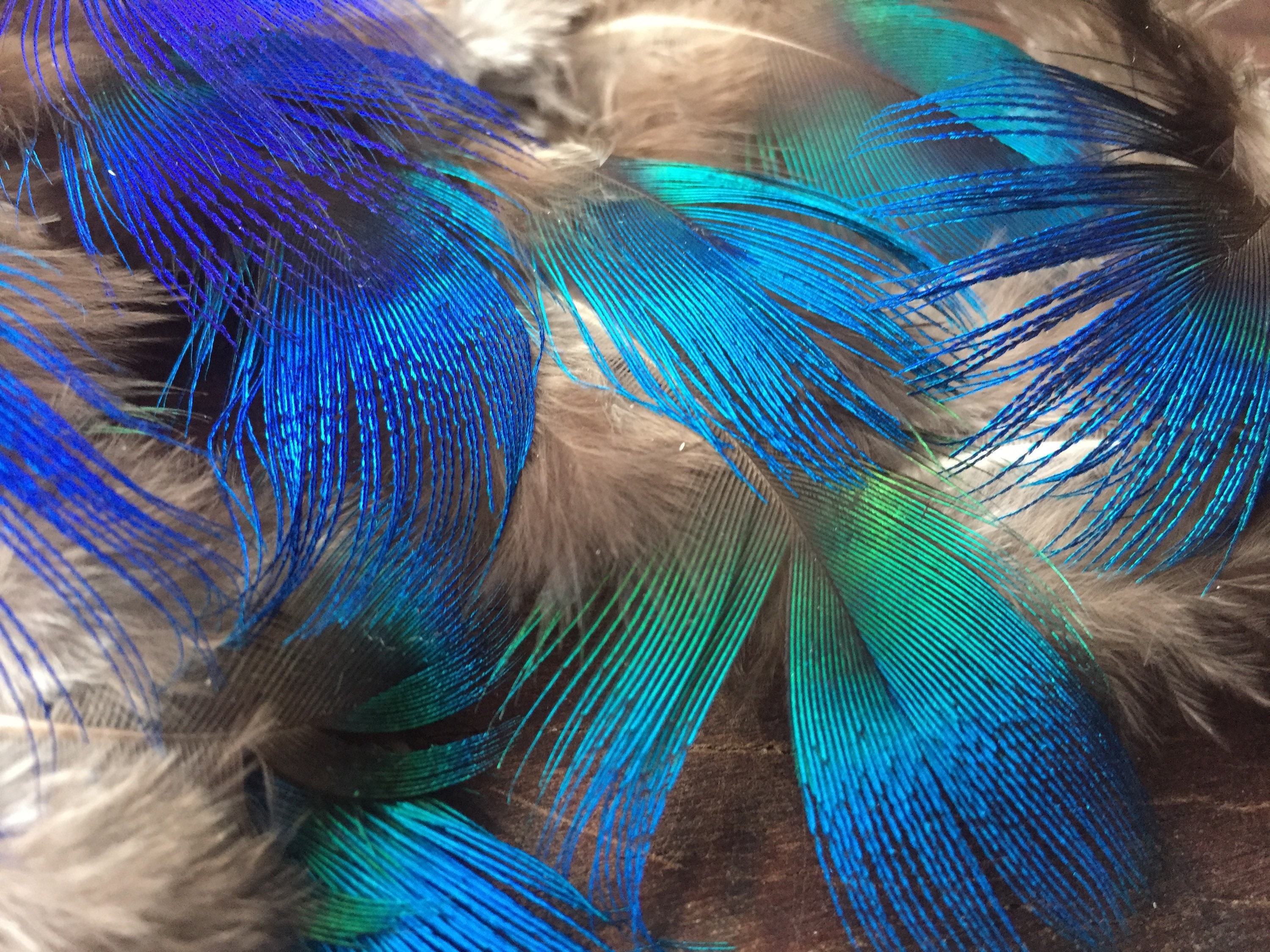 Peacock feathers Small Peacock Feathers 25 Pieces Etsy