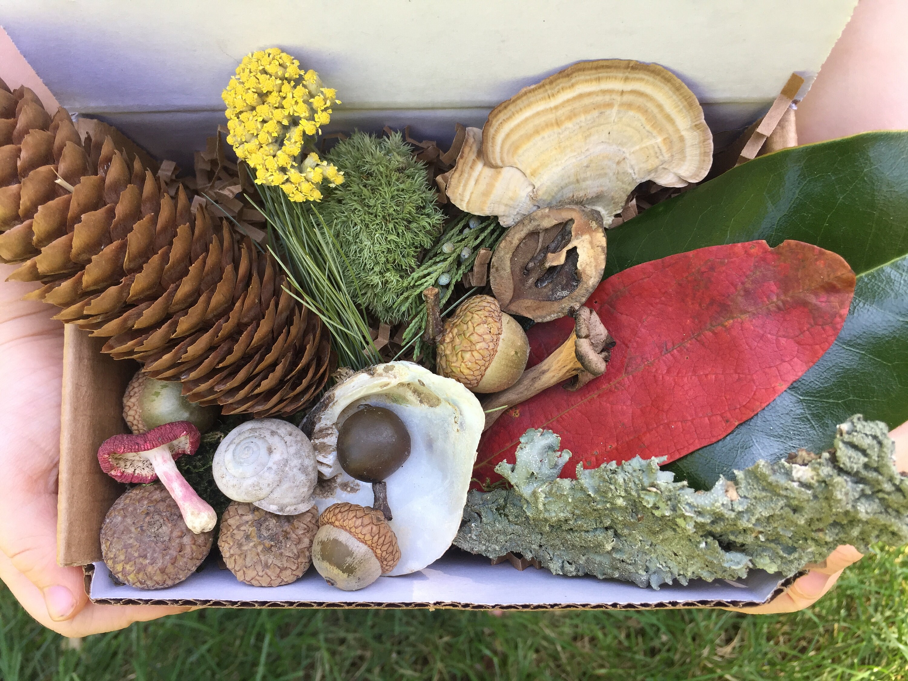 Kids Nature Kit Nature Box Kids Nature Box Nature Loose Etsy