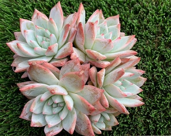 Imported Echeveria Blue Bird