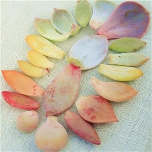 Succulent leaves-including 10 OR more different VARIESTIES for propagation image 4