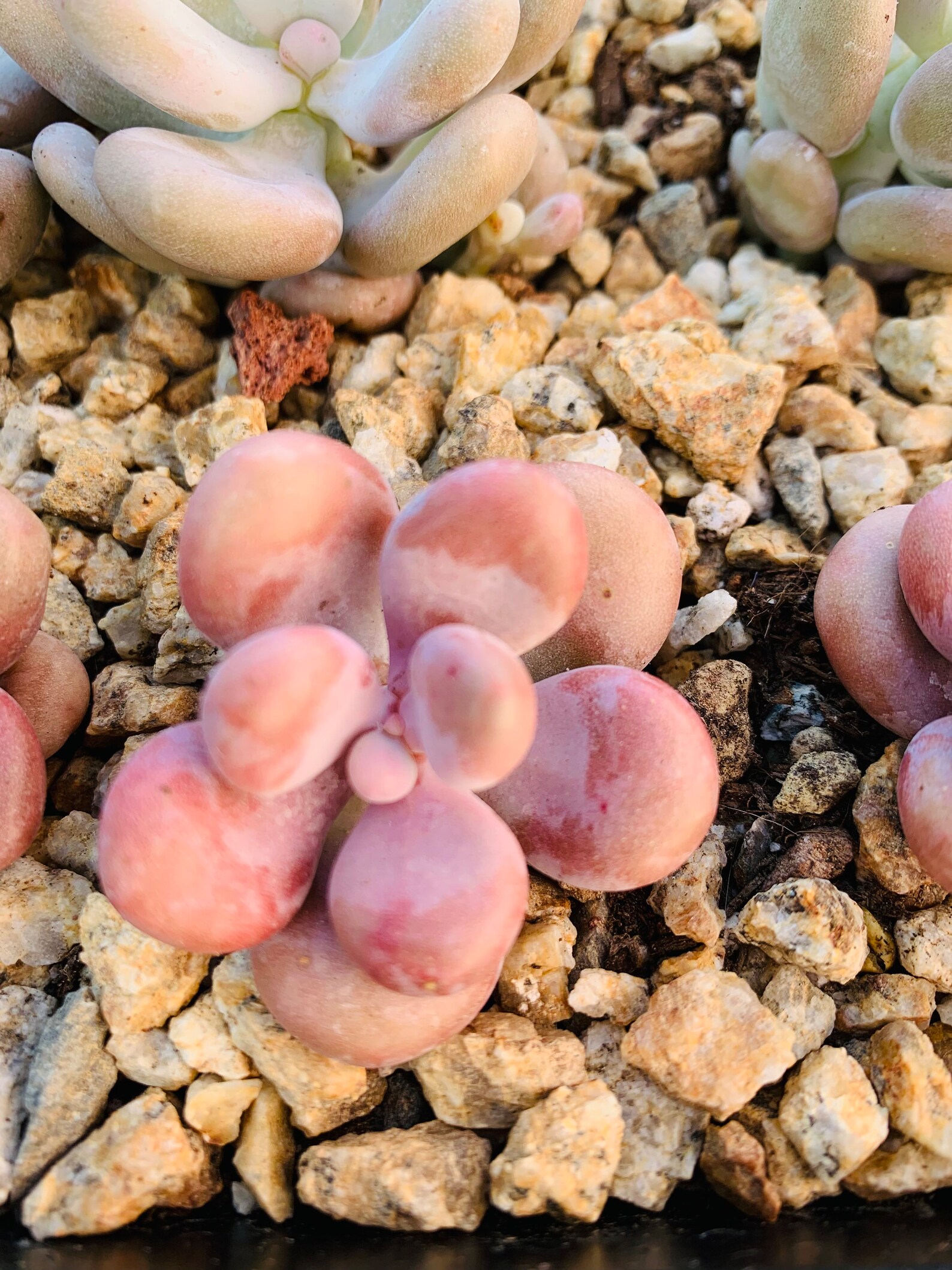 Imported Moonstone Succulent Plant Etsy