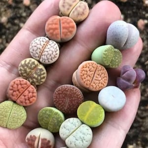 May include: A collection of small, round, split succulents in various colors and patterns, including green, brown, pink, and white. The succulents are arranged in a hand, showcasing their unique shapes and textures.