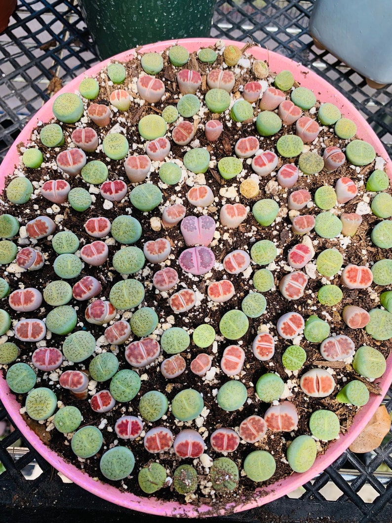 20 Rare Lthops Succulent Seeds Mx, Lvng Stone Seeds Mx