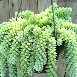 Donkey Tails 6 Inch Burrou0027s Tail Sedum Burrito  Etsy