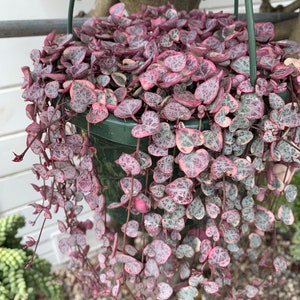 Rooted Variegated String of Hearts, Ceropegia Woodii, VSOH succulent plants
