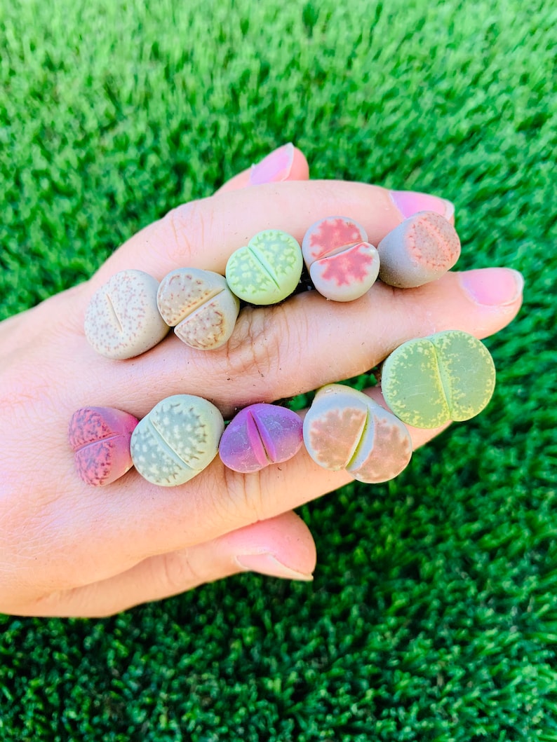 STONE PLANTS MIX , lithops mesembs succulent rocks living stones seed 50 SEEDS e