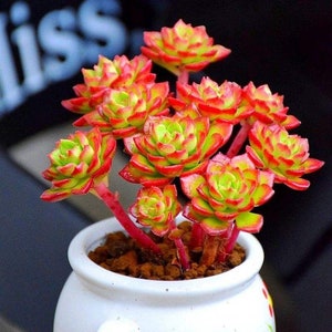 Sedeveria &#39;Letizia&#39; small starter plant soft succulent