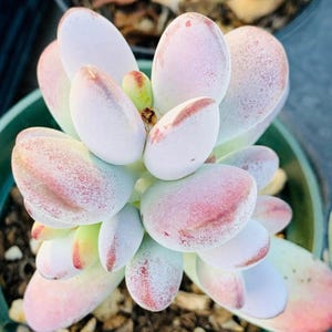 May include: Close-up of a succulent plant with plump, oval-shaped leaves. The leaves are primarily white with pink and red edges and spots. The plant is in a green pot, showcasing a unique and colorful botanical specimen.
