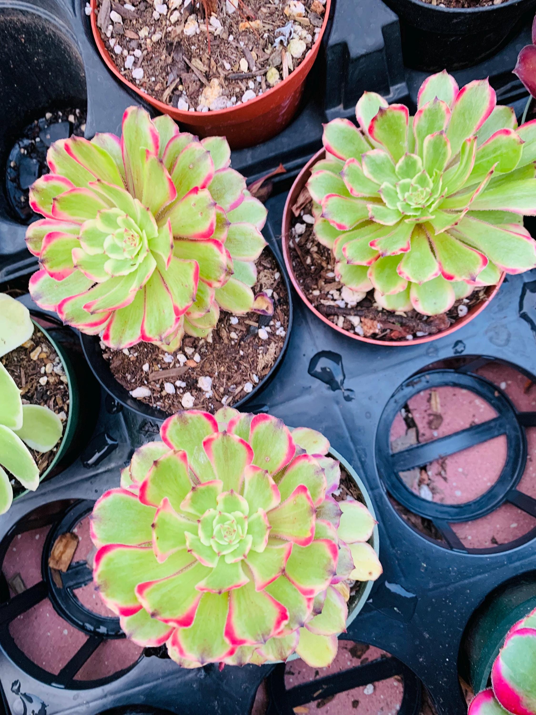 Reptiles Planet Künstliche Sukkulente Aeonium – 11 Cm Deko-Pflanze Aus Kunststoff, Ungiftig, Für Terrarien & Mehr Künstliche Pflanze Terrarium