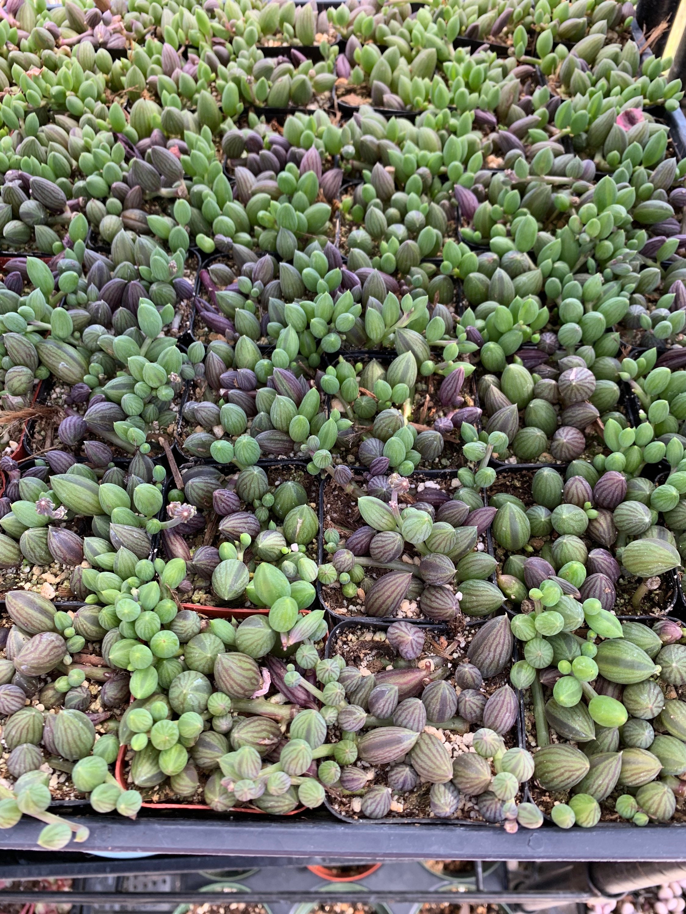 T. Succulent Form × Nizanda T'STROPICALS（Dog Tail Cactus in