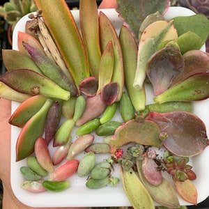 Succulent leaves-including 10 OR more different VARIESTIES for propagation image 2