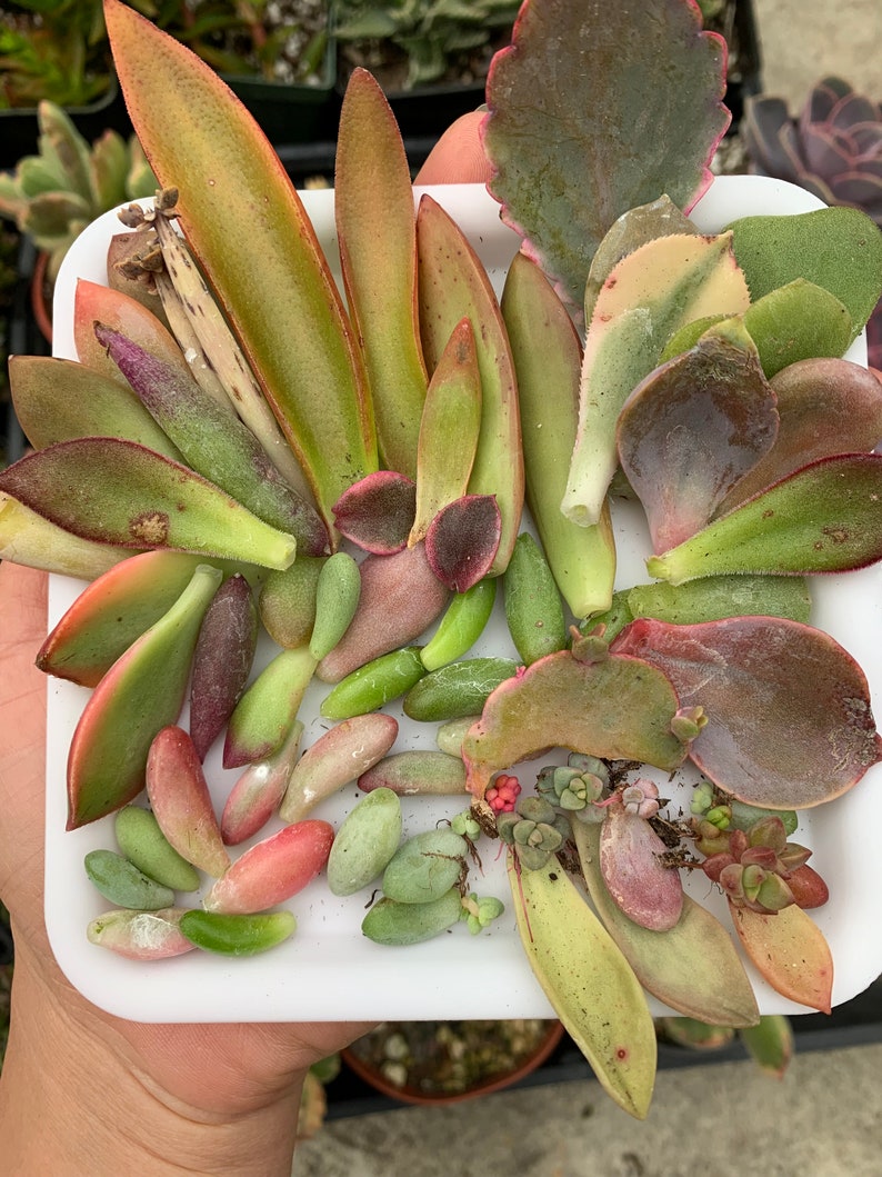 Succulent leaves-including 10 OR more different VARIESTIES for propagation image 2