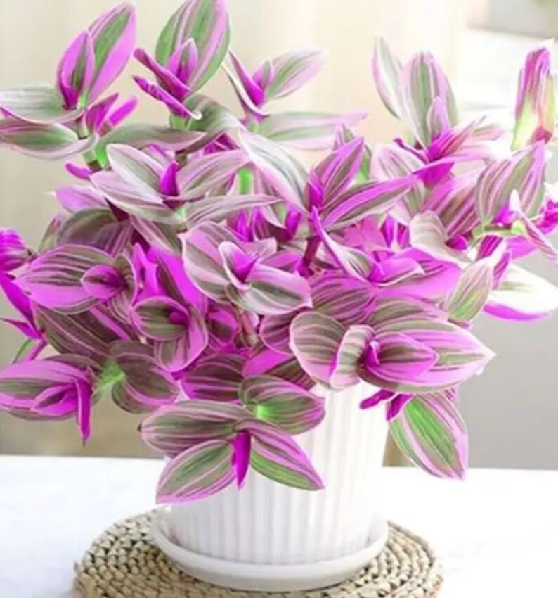 Tradescantia Nanouk Plant Colorful House Plants Etsy