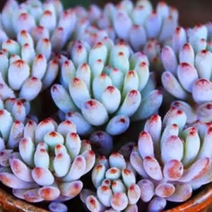 Graptopetalum pachyphyllum Rose (Blue bean) succulent plant