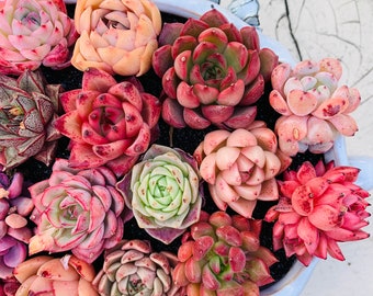 M✧succulent ·͜· ︎︎ᕷ Echeveria 'Star Mark' 5