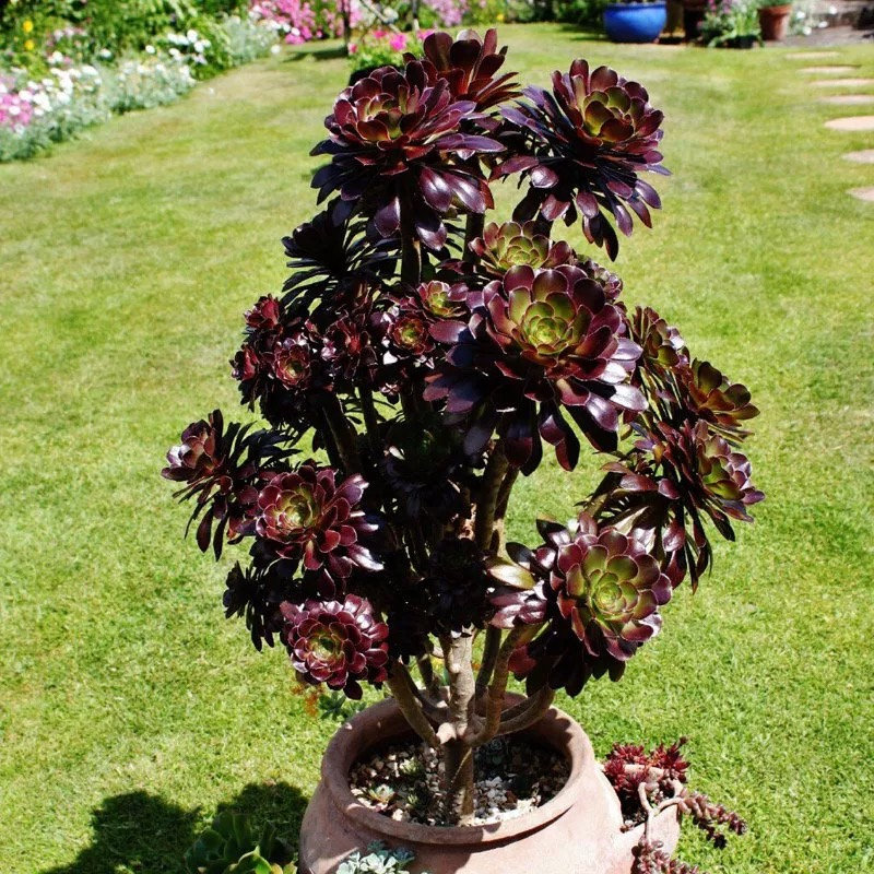 Aeonium Black rose succulent plant