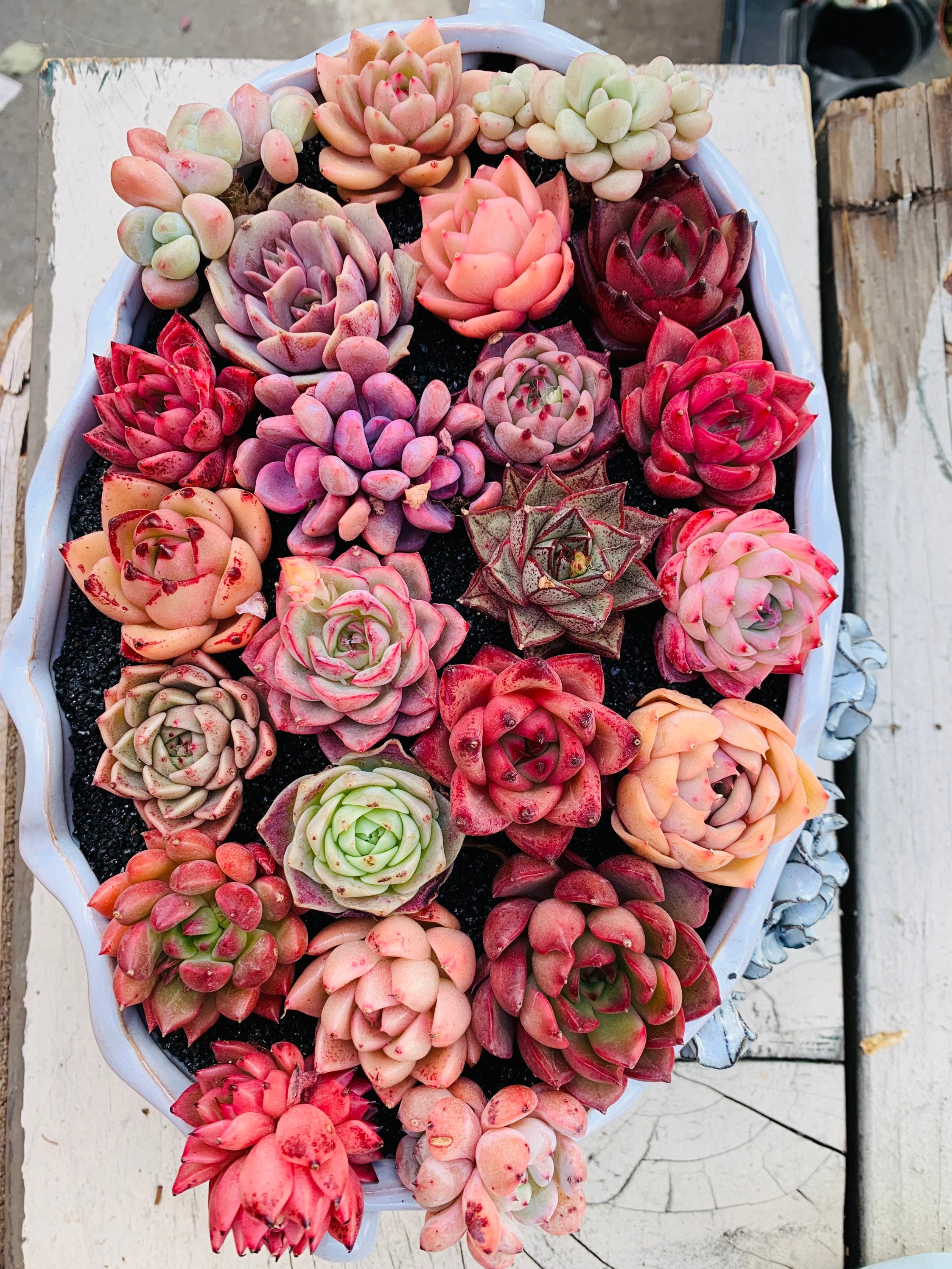 M✧succulent ·͜· ︎︎ᕷ Rare Imported Succulents - Succulents Mystery Box - Etsy
