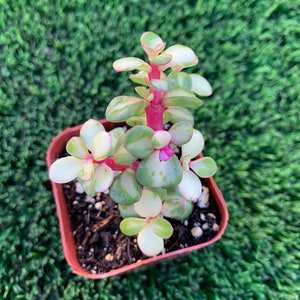 Rainbow Bush succulent plant Portulacaria Afra Medio Picta