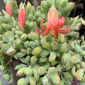 Cotyledon Pendens succulent plants 2 inch & 4 inch