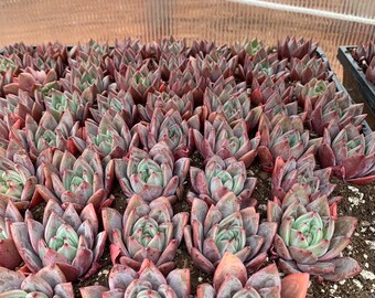 Imported Echeveria Succulent Champagne