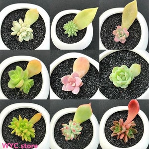 Succulent leaves-including 10 OR more different VARIESTIES for propagation image 1