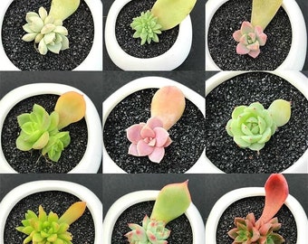 Succulent leaves-including  10 OR more different VARIESTIES for propagation