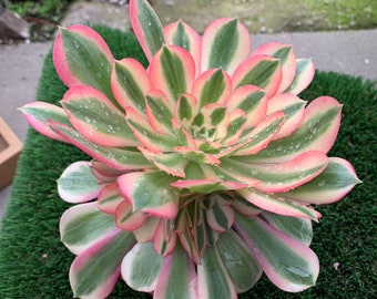 Aeonium Pink Witch