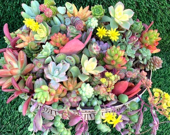 May include: A variety of succulent plants in a terracotta pot, with a mix of green, red, and yellow colours. The pot is sitting on a bed of green artificial grass.