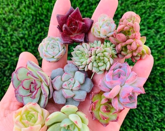 10 pcs  Rare  imported colorful mixed small size baby succulent plants(no ID)