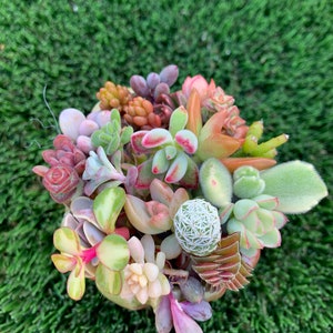 10 Colorful Succulent Cuttings (10 different varieties)