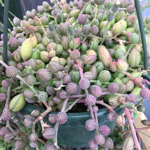 String of watermelon  succulent plant