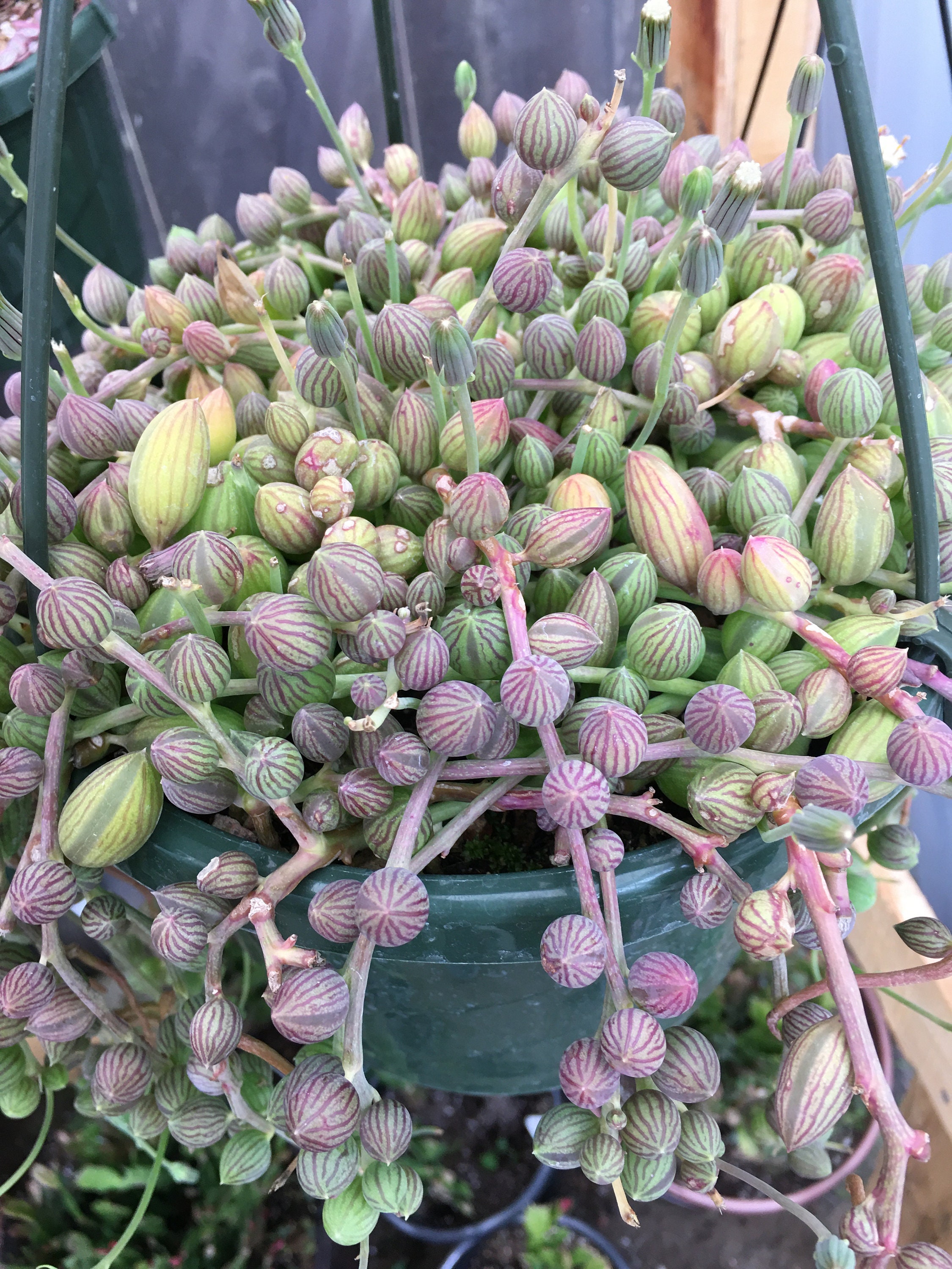 String of Watermelon Succulent Plant - Etsy Canada