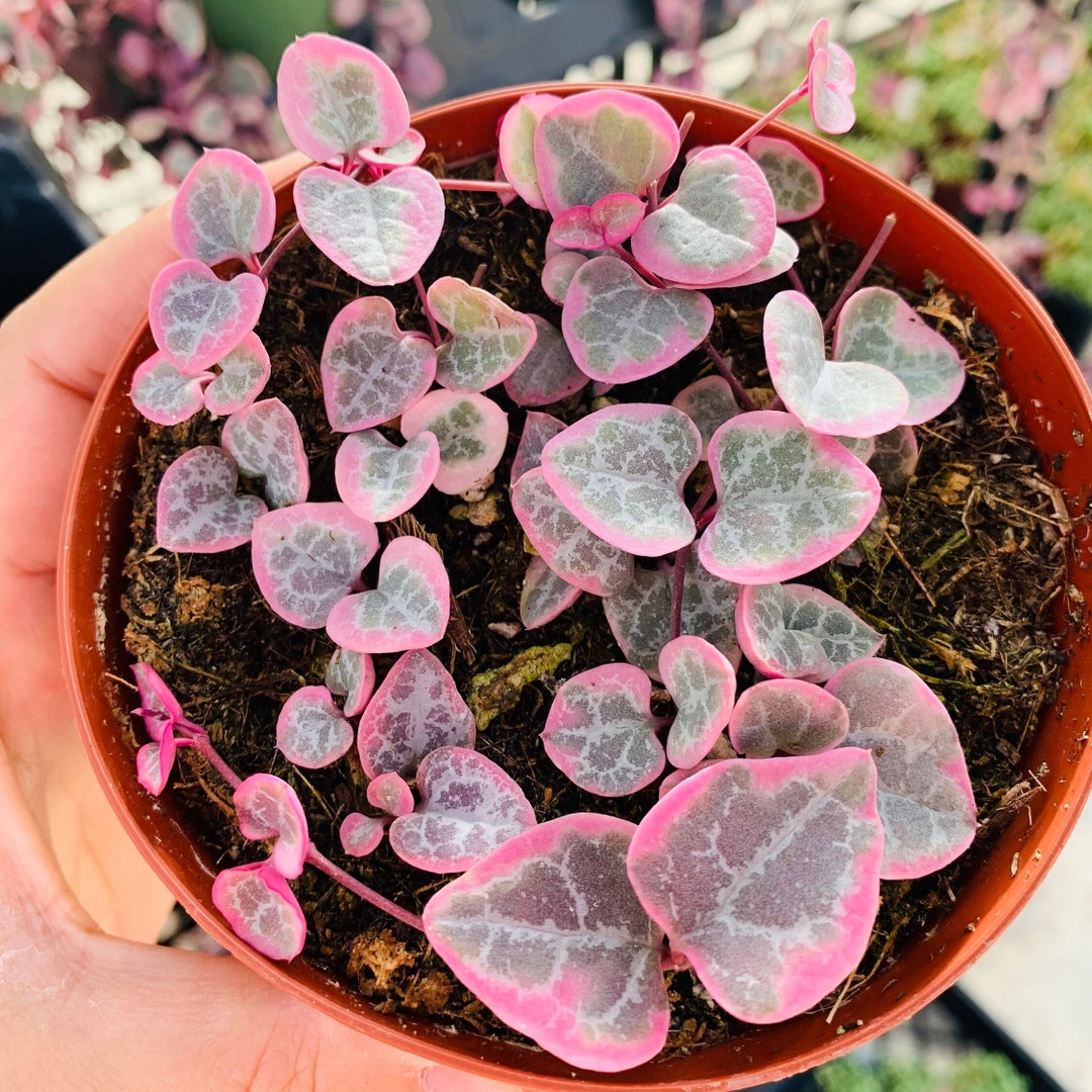 Variegated String of Hearts Succulent Plants Etsy