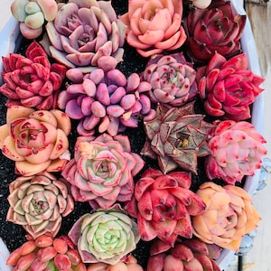 Rare imported mixed  Succulents - Succulents Mystery Box