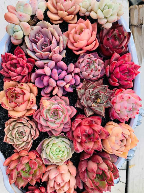 Rare Imported Mixed Succulents - Succulents Mystery Box - Etsy Canada