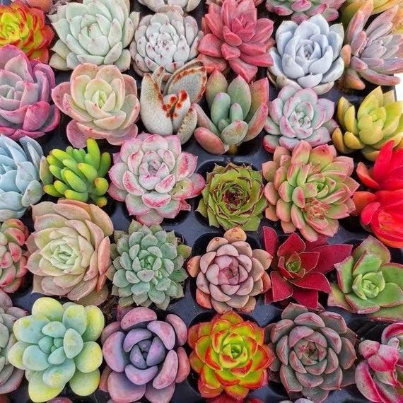 Rare Imported Succulents Succulents Mystery Box - Etsy