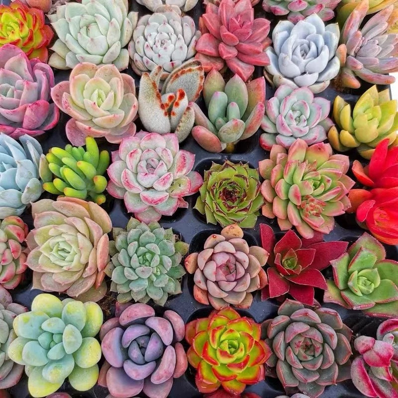 M✧succulent ·͜· ︎︎ᕷ il_fullxfull.4264030714_ejx3.jpg