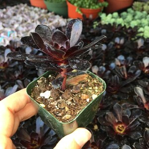 Aeonium Black Rose Succulent Plant - Etsy