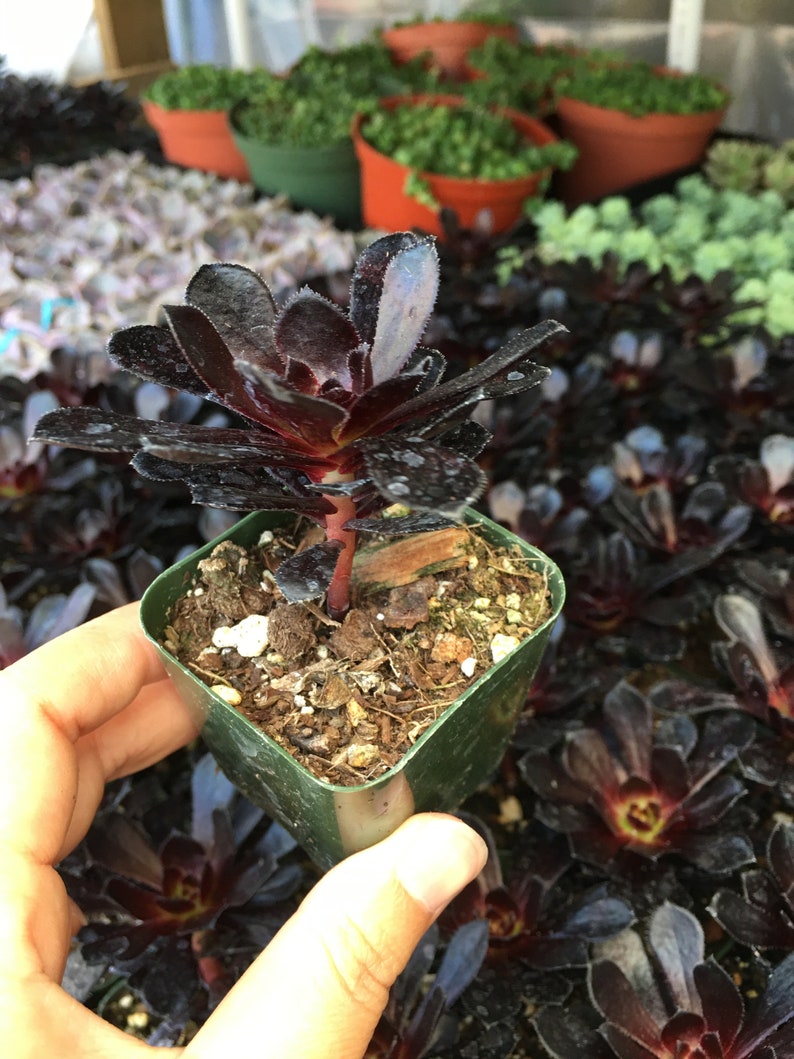 Aeonium Black Rose Succulent Plant | Etsy