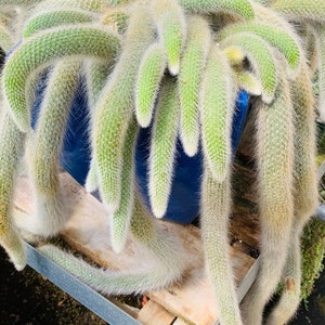 Cleistocactus colademononis Monkey Tail Cactus plant