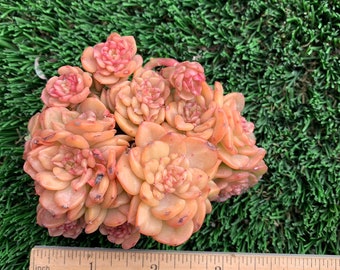 Imported Echeveria Rolly