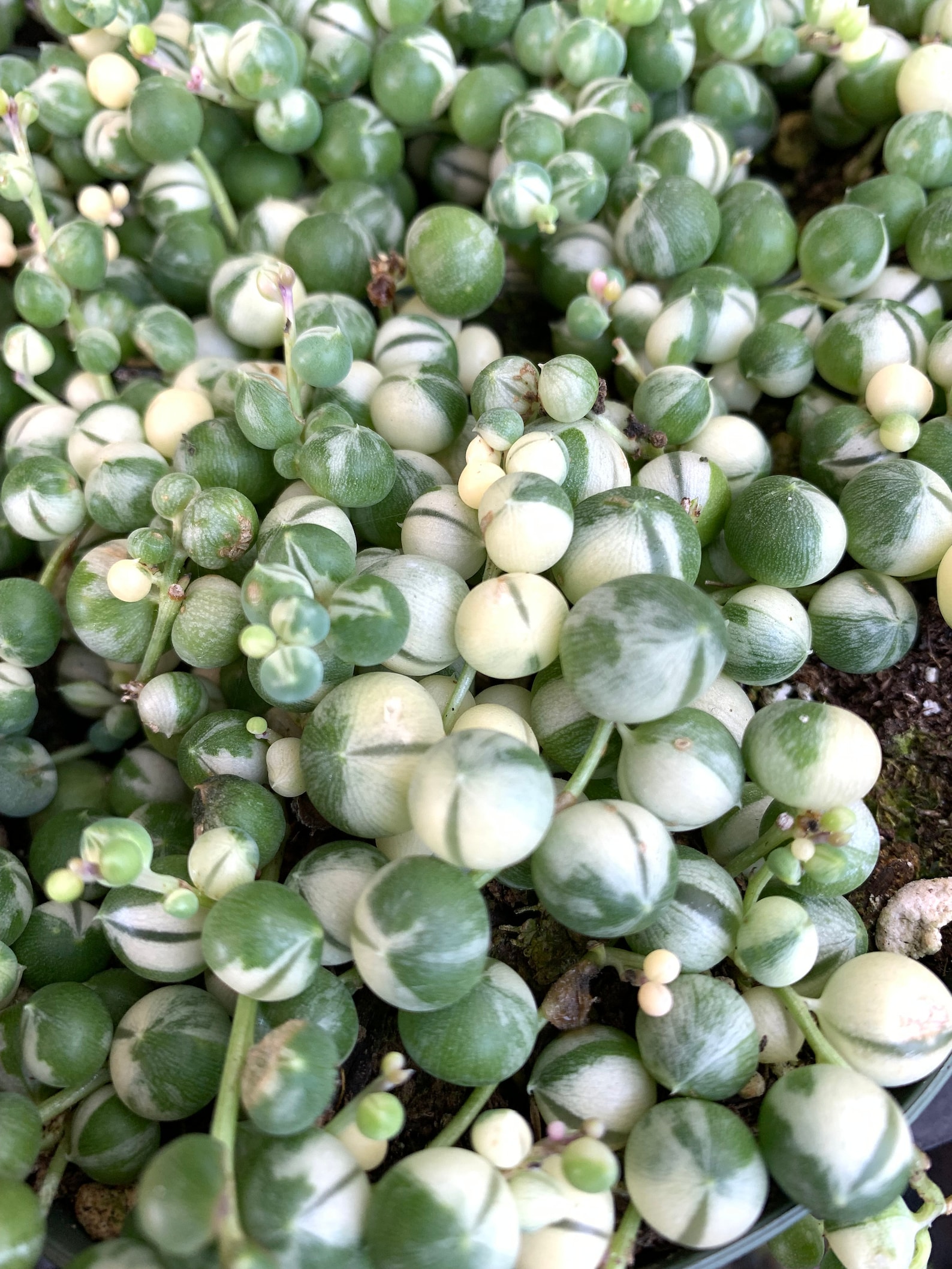 Variegated String of Pearls Succulent Plants Etsy